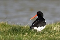 TEXEL HOLLANDE 17-05-23 00661   Photos ACG 2017