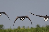 TEXEL HOLLANDE 17-05-23 00680   Photos ACG 2017