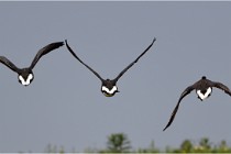 TEXEL HOLLANDE 17-05-23 00681   Photos ACG 2017