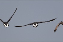 TEXEL HOLLANDE 17-05-23 00682   Photos ACG 2017