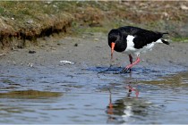 TEXEL HOLLANDE 17-05-23 00691   Photos ACG 2017