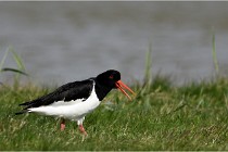 TEXEL HOLLANDE 17-05-23 00711   Photos ACG 2017
