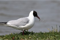 TEXEL HOLLANDE 17-05-23 00732   Photos ACG 2017