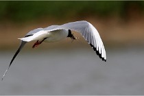 TEXEL HOLLANDE 17-05-23 00739   Photos ACG 2017