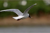 TEXEL HOLLANDE 17-05-23 00740   Photos ACG 2017