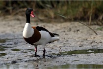 TEXEL HOLLANDE 17-05-23 00789   Photos ACG 2017
