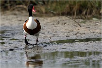 TEXEL HOLLANDE 17-05-23 00791   Photos ACG 2017