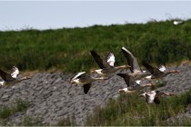 TEXEL HOLLANDE 17-05-23 00824   Photos ACG 2017