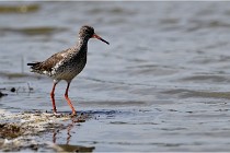 TEXEL HOLLANDE 17-05-23 00886   Photos ACG 2017