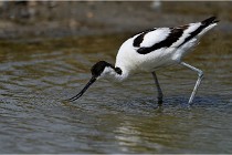 TEXEL HOLLANDE 17-05-23 00893   Photos ACG 2017
