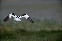 TEXEL HOLLANDE 17-05-23 00930   Photos ACG 2017
