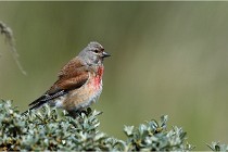 TEXEL HOLLANDE 17-05-23 00948   Photos ACG 2017