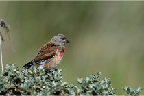 TEXEL HOLLANDE 17-05-23 00949   Photos ACG 2017