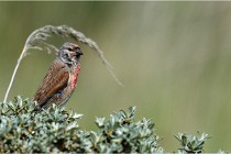 TEXEL HOLLANDE 17-05-23 00977   Photos ACG 2017