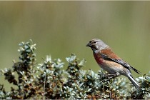 TEXEL HOLLANDE 17-05-23 01018   Photos ACG 2017