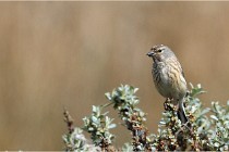 TEXEL HOLLANDE 17-05-23 01037   Photos ACG 2017