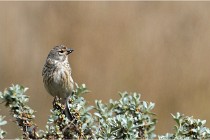 TEXEL HOLLANDE 17-05-23 01040   Photos ACG 2017