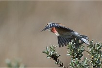 TEXEL HOLLANDE 17-05-23 01049   Photos ACG 2017