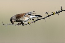 TEXEL HOLLANDE 17-05-23 01074   Photos ACG 2017