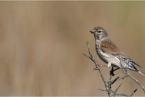 TEXEL HOLLANDE 17-05-23 01079   Photos ACG 2017