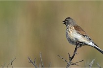 TEXEL HOLLANDE 17-05-23 01111   Photos ACG 2017