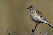 TEXEL HOLLANDE 17-05-23 01114   Photos ACG 2017