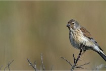 TEXEL HOLLANDE 17-05-23 01130   Photos ACG 2017