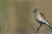 TEXEL HOLLANDE 17-05-23 01136   Photos ACG 2017