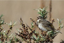 TEXEL HOLLANDE 17-05-23 01212   Photos ACG 2017