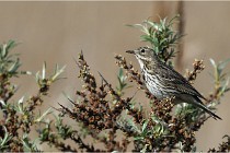 TEXEL HOLLANDE 17-05-23 01224   Photos ACG 2017