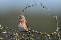 TEXEL HOLLANDE 17-05-23 01303   Photos ACG 2017