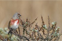 TEXEL HOLLANDE 17-05-23 01313   Photos ACG 2017