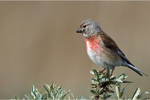 TEXEL HOLLANDE 17-05-23 01328   Photos ACG 2017