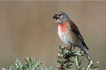TEXEL HOLLANDE 17-05-23 01337   Photos ACG 2017