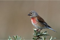 TEXEL HOLLANDE 17-05-23 01344   Photos ACG 2017