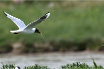 TEXEL HOLLANDE 17-05-23 06562   Photos ACG 2017