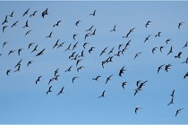 TEXEL HOLLANDE 17-05-23 06636   Photos ACG 2017
