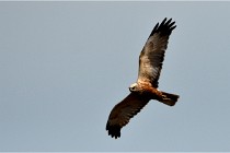 TEXEL HOLLANDE 17-05-23 06962   Photos ACG 2017