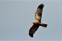 TEXEL HOLLANDE 17-05-23 06963   Photos ACG 2017