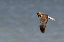 TEXEL HOLLANDE 17-05-23 06972   Photos ACG 2017