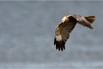 TEXEL HOLLANDE 17-05-23 07058   Photos ACG 2017