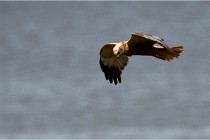 TEXEL HOLLANDE 17-05-23 07060   Photos ACG 2017