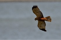 TEXEL HOLLANDE 17-05-23 07068   Photos ACG 2017