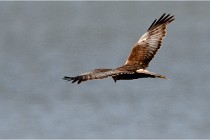 TEXEL HOLLANDE 17-05-23 07076   Photos ACG 2017