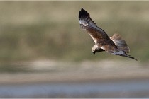 TEXEL HOLLANDE 17-05-23 07101   Photos ACG 2017