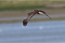 TEXEL HOLLANDE 17-05-23 07109   Photos ACG 2017