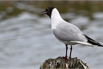 TEXEL HOLLANDE 17-05-24 01389   Photos ACG 2017