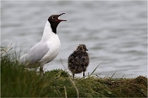 TEXEL HOLLANDE 17-05-24 01401   Photos ACG 2017