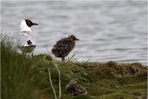 TEXEL HOLLANDE 17-05-24 01406   Photos ACG 2017