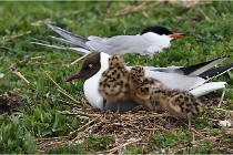 TEXEL HOLLANDE 17-05-24 01412   Photos ACG 2017